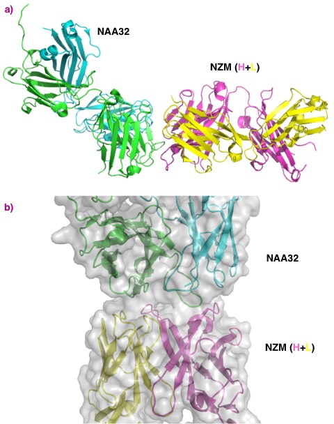 Structural features of the interaction of natalizumab with a patient-derived antibody.
