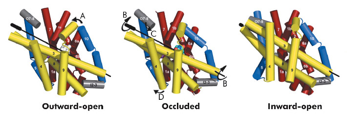 Molecular Basis Of The Alternating Access Model Of Membrane Transport