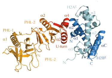 2.35 Å structure of the Sp16M chaperone domain (orange/red) in complex with histones H2A-H2B (light green–blue)