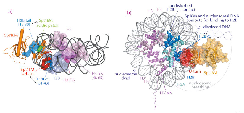 Model for FACT-mediated nucleosome reorganisation