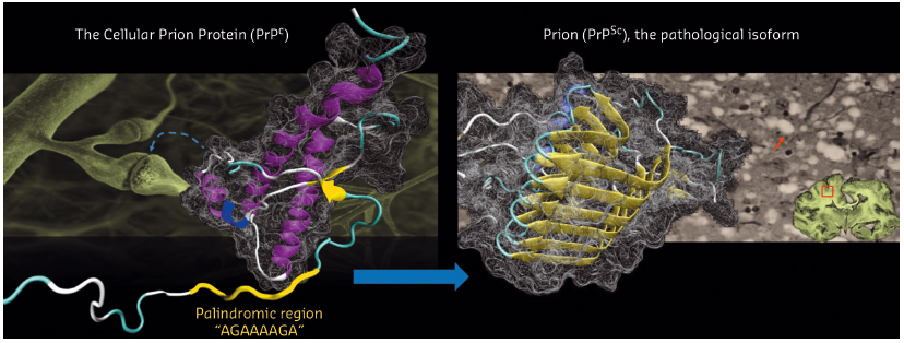 conversion of the cellular prion protein (PrPC) to its pathological isoform