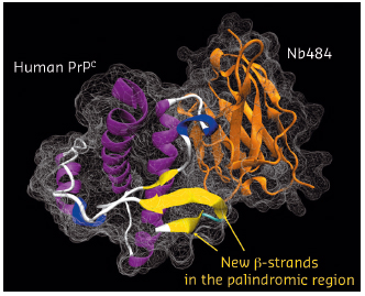 Crystal structure of the human PrPC in complex with a nanobody