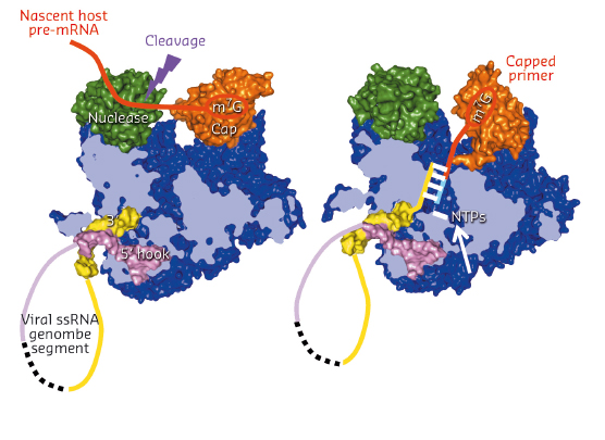 model of how cap-snatching (left) and cap-dependent priming of transcription (right) works by in situ rotation of the cap-binding domain