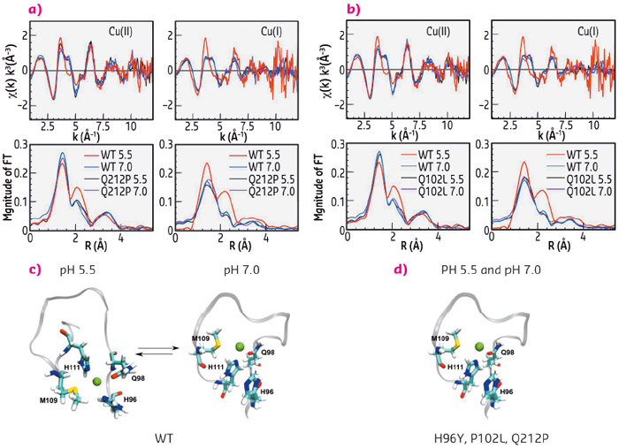 Copper coordination in the WT and mutant human prion protein