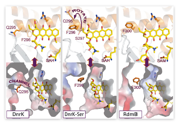 active site architectures of DnrK, DnrK-Ser and RdmB