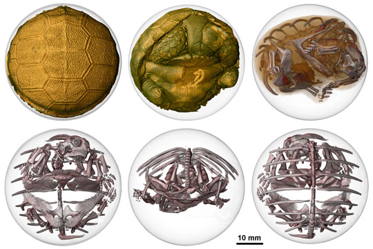 A selection of images demonstrating the use of synchrotron X-rays to image both hard and soft tissue inside the sulcata turtle egg.