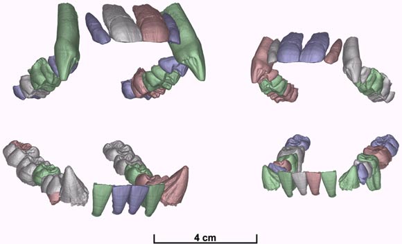 Tentative three-dimensional reconstruction of the jaws of cf. Lufengpithecus chiangmuanensis