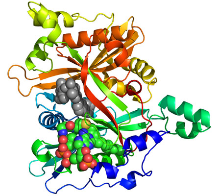 The crystal structure of  N-Myristoyltransferase from L. major in complex with a drug targetting  its activity.