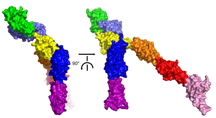 a surface representation of the crystal structure of human Robo2 ectodomain