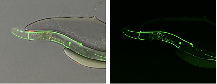 Neuronal activity in the C. elegans nematode confirmed the structure-driven hypotheses