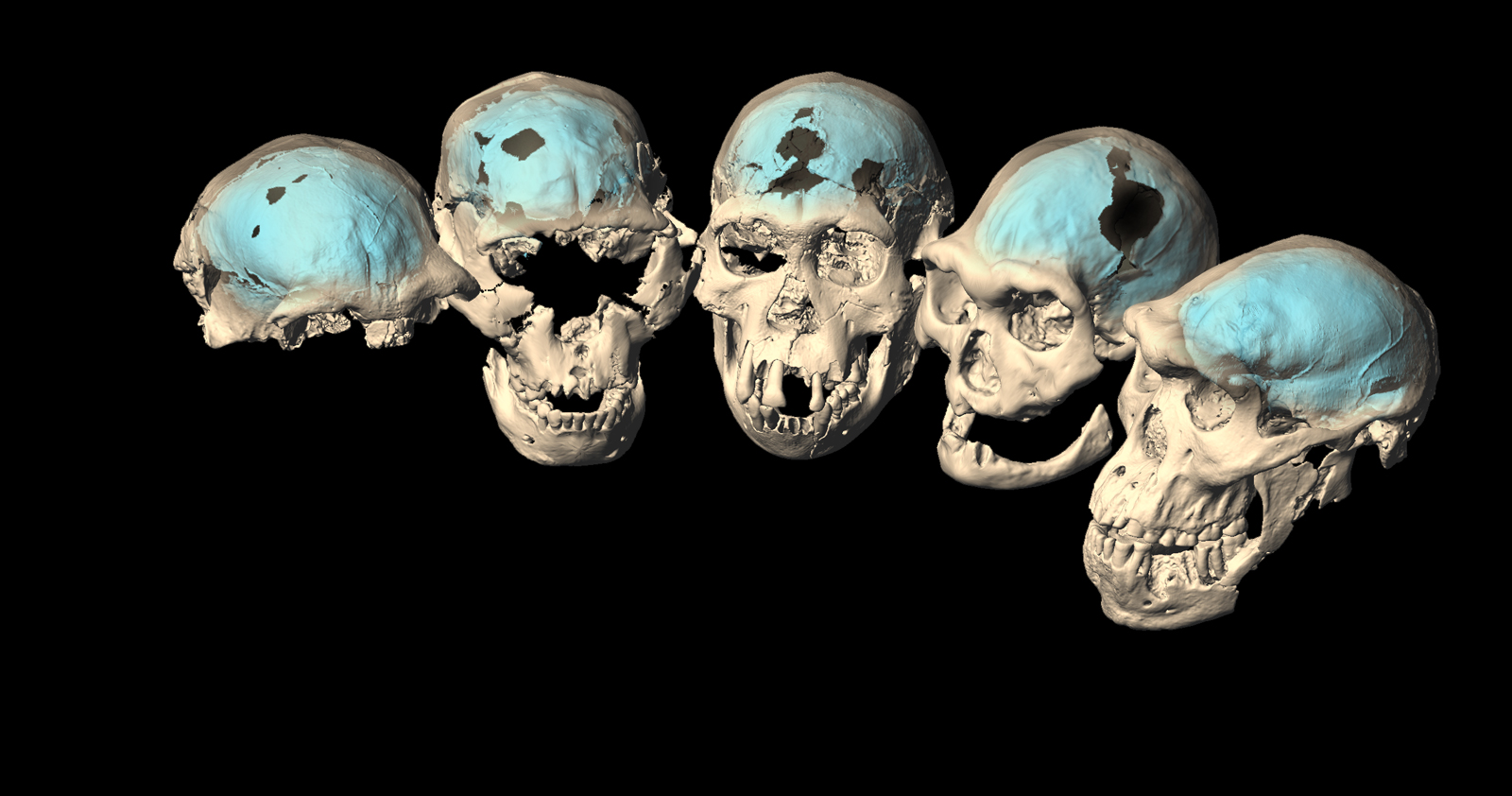 Fig2a_Dmanisi_skulls+endocasts_B_top-left-light.jpg