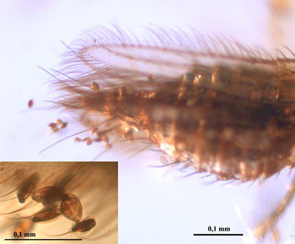 Gymnosperm pollen attached to the abdomen and wing of a thysanopteran from the Alava amber