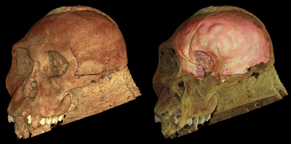 Reconstruction of the skull of Australopithecus sediba to show the brain endocast.