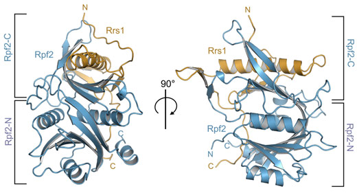 Overall structure of the Aspergillus nidulans Rpf2-Rrs1 complex.