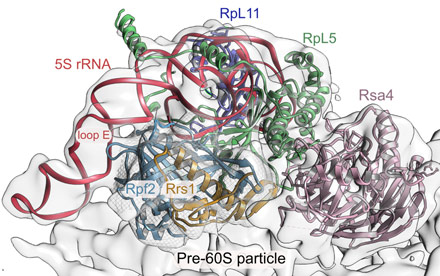 Interaction of Rpf2-Rrs1 with the pre-ribosome.