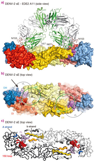 Interactions between the bnAbs and dengue virus protein E dimers.