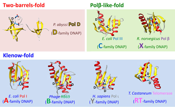 An updated structural classification of all DNA-dependent polymerases