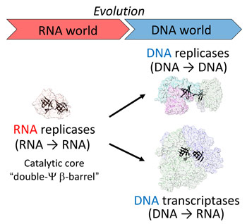 DNA replication and transcription may have evolved from a common catalytic core