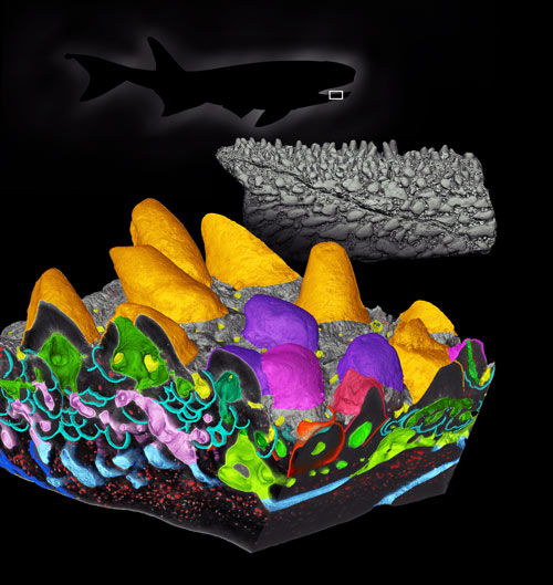 Composite image showing: a silhouette of a generic early bony fish, the jaw fragment, and a box model of part of the biting surface of the jaw fragment