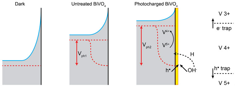 Energy band diagrams of BiVO4 in the dark and under illumination before and after the photocharging treatment