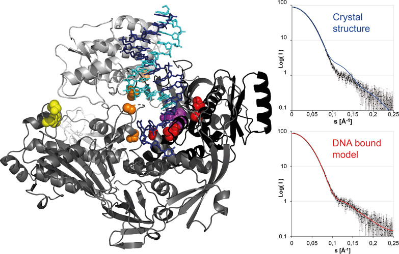 Vaccinia virus DNA polymerase in elongation mode with bound template strand