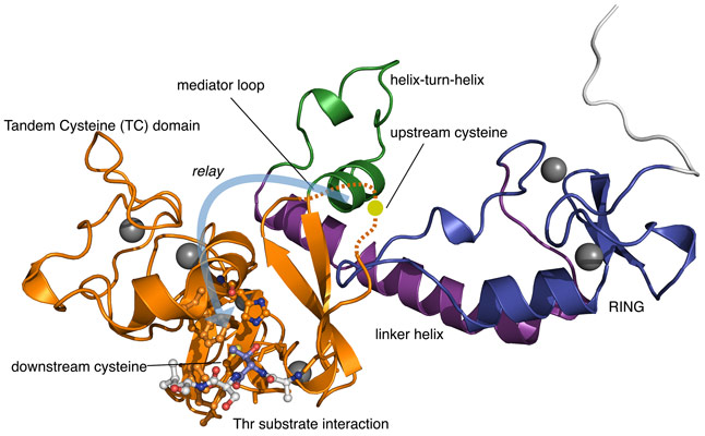 Crystal structure of the RCR E3 ligase machinery from MYCBP2.