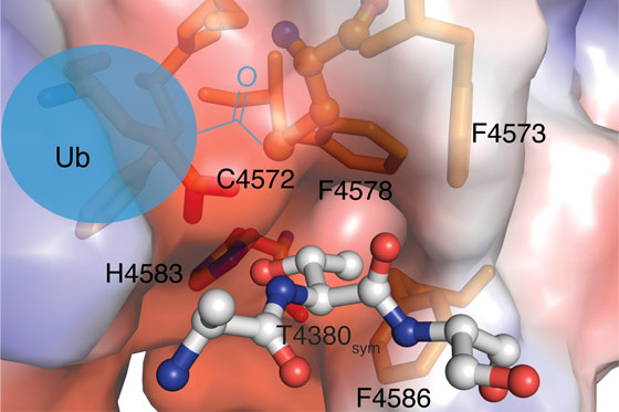A packing interaction appears to mimic a threonine containing substrate peptide.