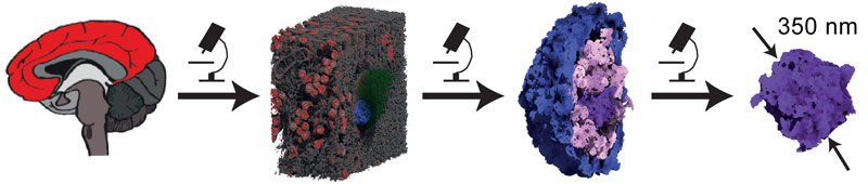 Hierarchical brain imaging down to the true nanometre scale