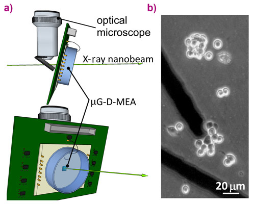 Single-cell irradiation setup and transmission micrograph of PC12 cells plated over a sensor