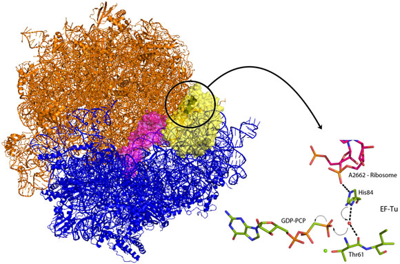 Ribosome (large subunit orange, small subunit blue) bound to tRNA and EF-Tu.
