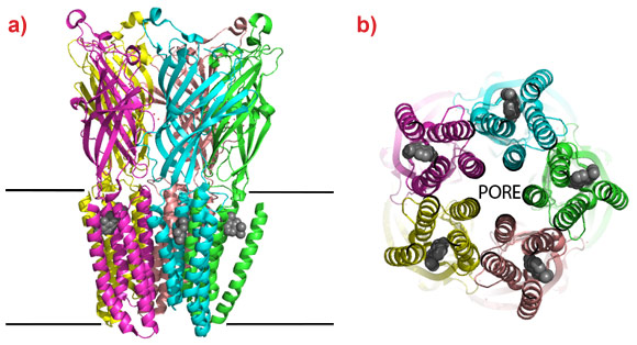 The structure of a bacterial pLIGIC bound to the anaesthetic propofol