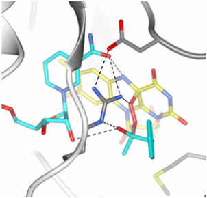 Model of the Criegee intermediate within the active site of phenylacetone monooxygenase.