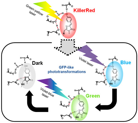 Laser-induced phototransformation of KillerRed