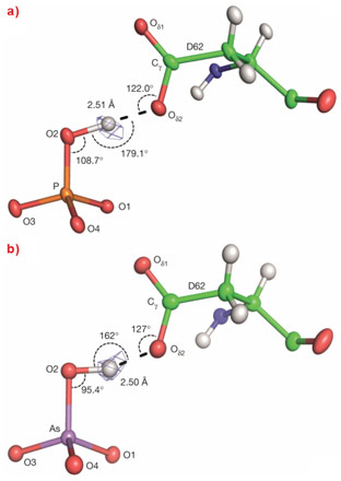 The geometry of the (−)CAHBs, formed between O2 of (a) phosphate or (b) arsenate and the carboxylate side chain of residue of Asp62 of the phosphate binding protein Pseudomonas fluorescens SBW25.