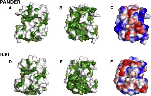 Surface properties of the structures of FAM3B PANDER and FAM3C ILE