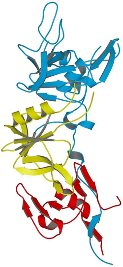 Ribbons representation of the structure of apical membrane antigen 1 from Plasmodium vivax