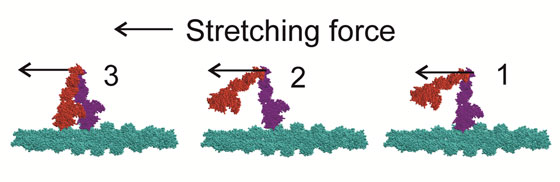 Schematic model of the movement of myosin heads upon muscle stretching