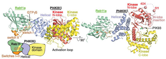 Two orthogonal views of the structure crystal structure PI4KIIIb in complex with Rab11a-GTPgS