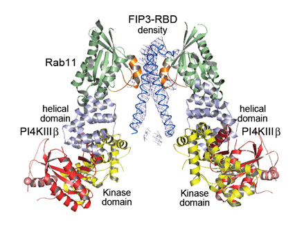 Crystal structure of the ternary complex between PI4KIIIb, Rab11a and FIP3-RBD (Rab-binding domain)
