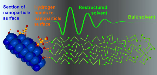 Enhanced short-range order of solvent molecules at ZnO nanoparticle surfaces.