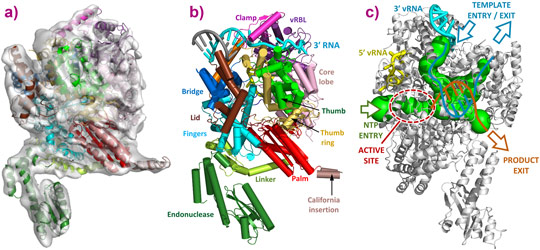 3D reconstruction of the LACV polymerase apo-L1750