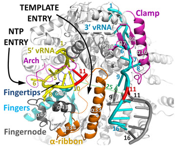 Representation of the LACV polymerase