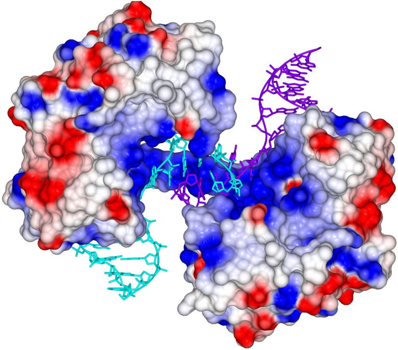 Crystal structure of a polymerase-mediated DNA synaptic complex.