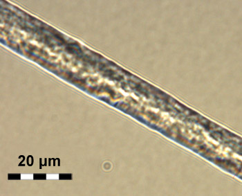 Microscope image of an artificial silk fibre