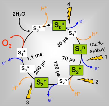 Schematic reaction cycle of photosynthetic water oxidation and O2 production at the manganese complex of photosystem II.