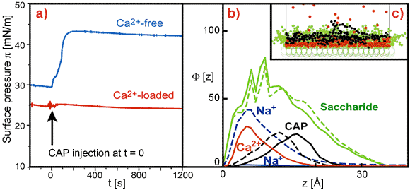 Interactions of CAP (protamine) and LPS monolayers.